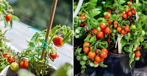 11 Tips for Growing Terrific Tomatoes in Pots .
